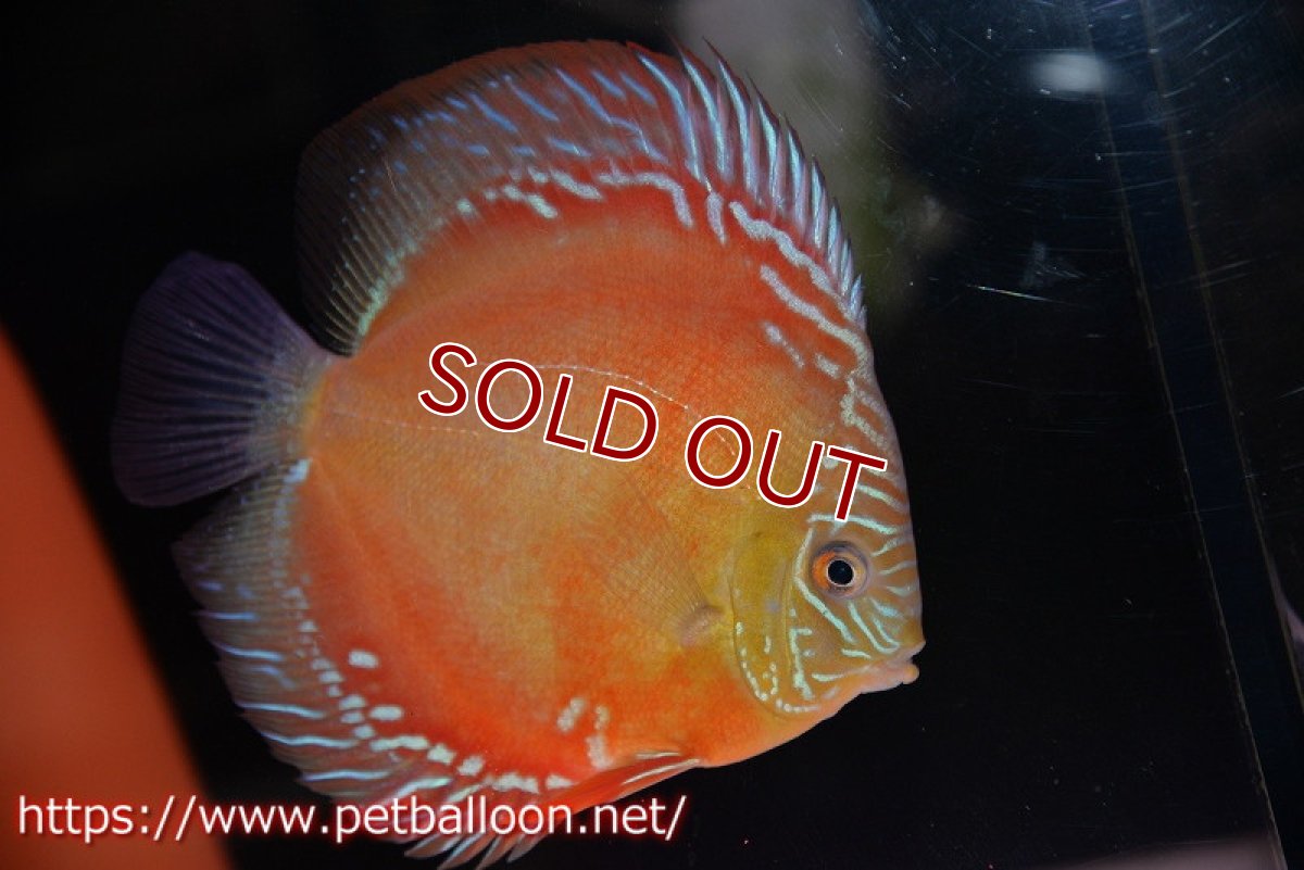 画像5: 【ペア祭り クーポン10%割引き（10）対象商品】【ディスカス】【通販】【超激レア 現地セレクト個体】(【激赤必至】朱月 （種親候補レベル）【個体ペア販売】13-15cm（生体）B-HOUSE 倉津氏作出 (5)