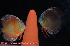 画像1: 【ペア祭り クーポン10%割引き（10）対象商品】【ディスカス】【通販】【産卵経験あり】【超激レア 現地セレクト個体】(【激赤必至】朱月 （種親候補レベル）【個体ペア販売】13-15cm（生体）B-HOUSE 倉津氏作出 (1)