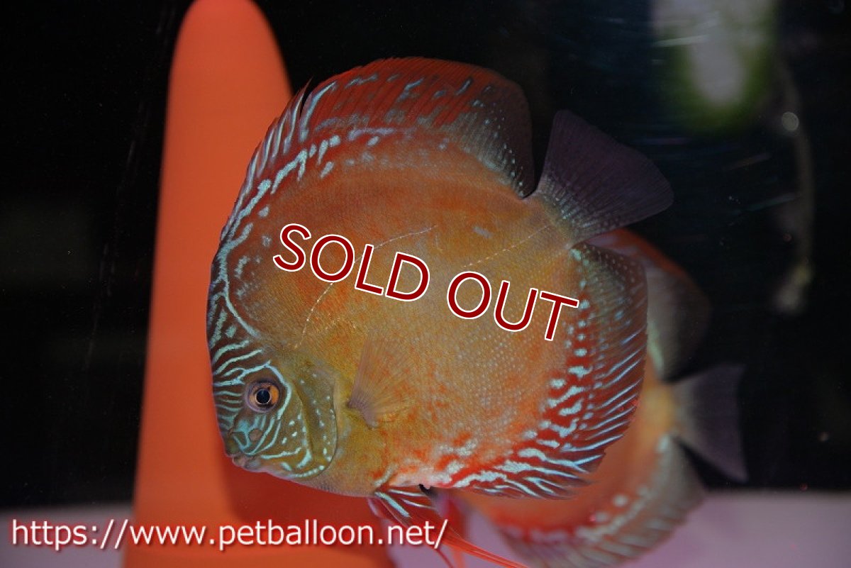 画像2: 【ディスカス】【通販】【産卵経験あり】【超激レア 現地セレクト個体】(【激赤必至】朱月 （種親候補レベル）【個体ペア販売】13-15cm（生体）B-HOUSE 倉津氏作出 (2)