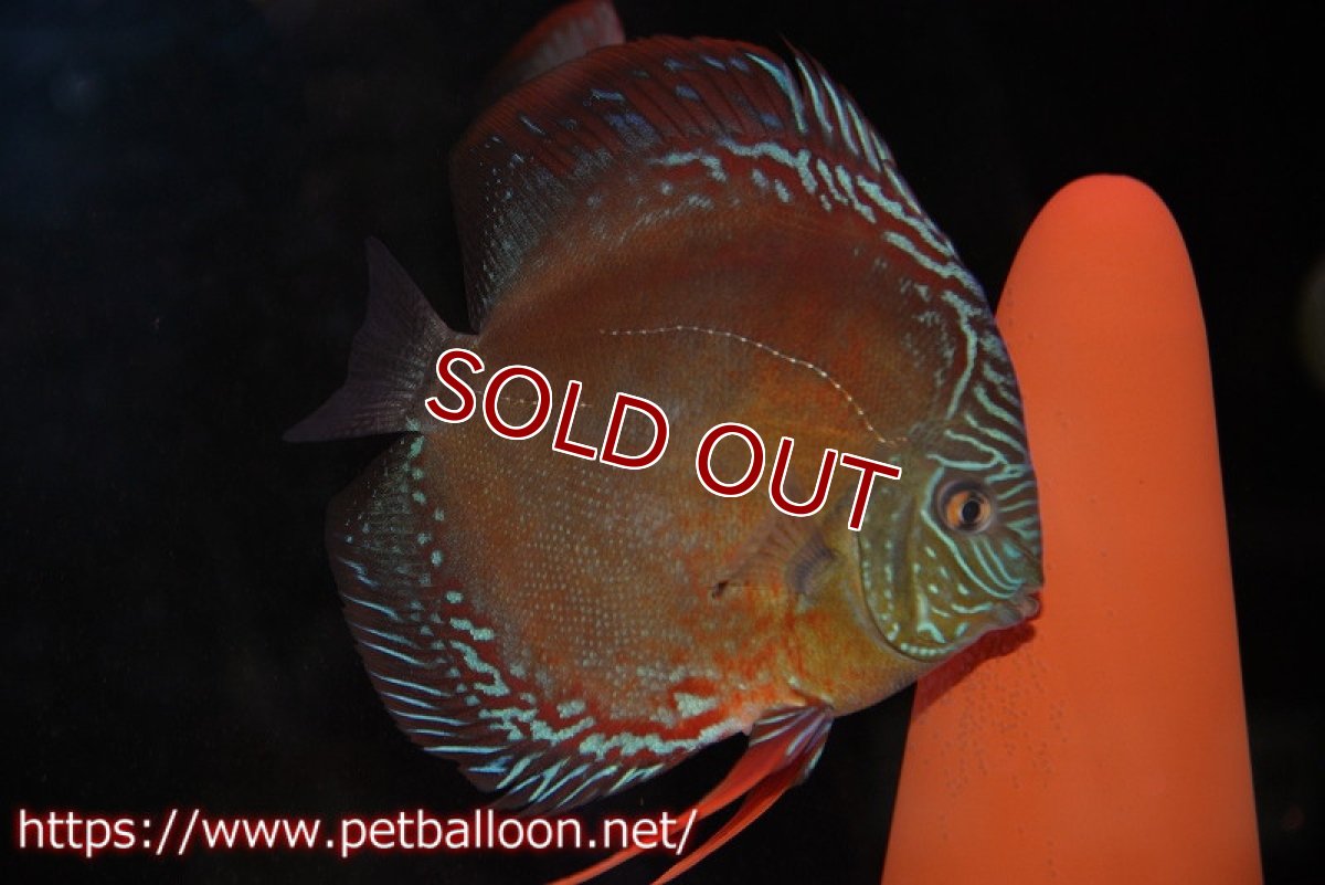 画像3: 【ディスカス】【通販】【産卵経験あり】【超激レア 現地セレクト個体】(【激赤必至】朱月 （種親候補レベル）【個体ペア販売】13-15cm（生体）B-HOUSE 倉津氏作出 (3)