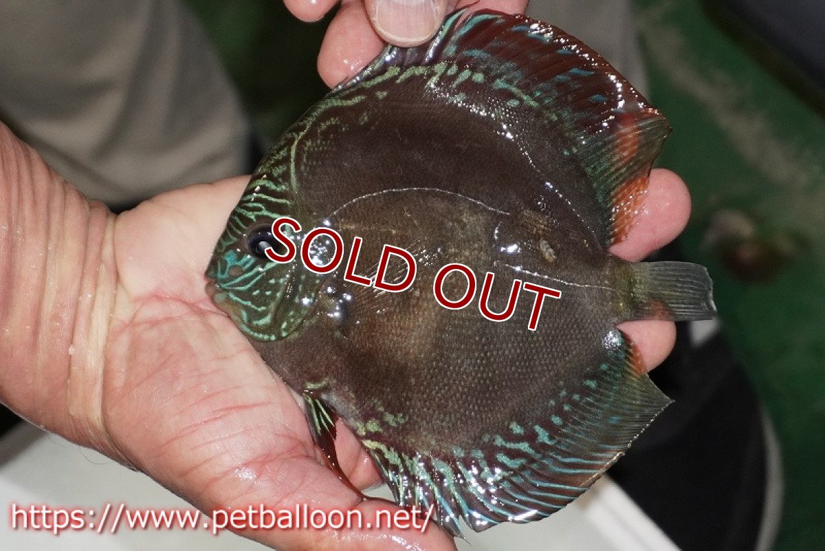 画像4: 【ディスカス】【通販】【産卵経験あり】【超激レア 現地セレクト個体】(【激赤必至】朱月 （種親候補レベル）【個体ペア販売】13-15cm（生体）B-HOUSE 倉津氏作出 (4)