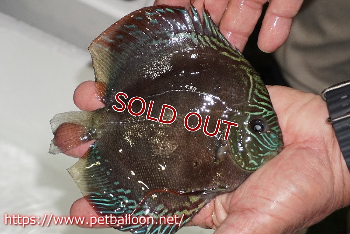 画像5: 【ディスカス】【通販】【産卵経験あり】【超激レア 現地セレクト個体】(【激赤必至】朱月 （種親候補レベル）【個体ペア販売】13-15cm（生体）B-HOUSE 倉津氏作出 (5)