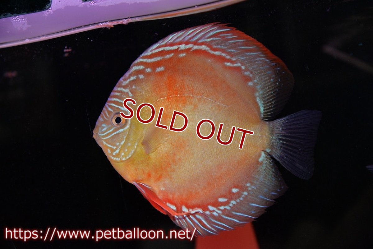 画像6: 【ディスカス】【通販】【産卵経験あり】【超激レア 現地セレクト個体】(【激赤必至】朱月 （種親候補レベル）【個体ペア販売】13-15cm（生体）B-HOUSE 倉津氏作出 (6)