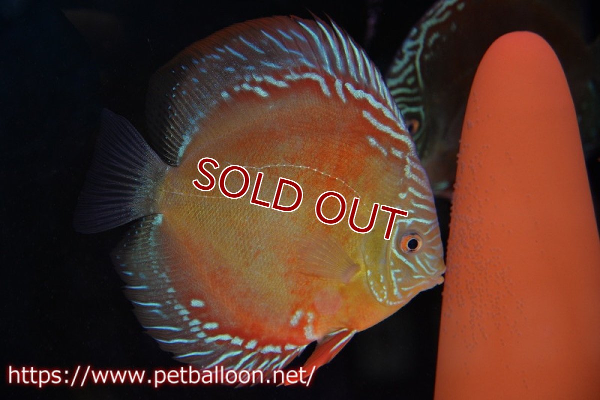 画像7: 【ディスカス】【通販】【産卵経験あり】【超激レア 現地セレクト個体】(【激赤必至】朱月 （種親候補レベル）【個体ペア販売】13-15cm（生体）B-HOUSE 倉津氏作出 (7)