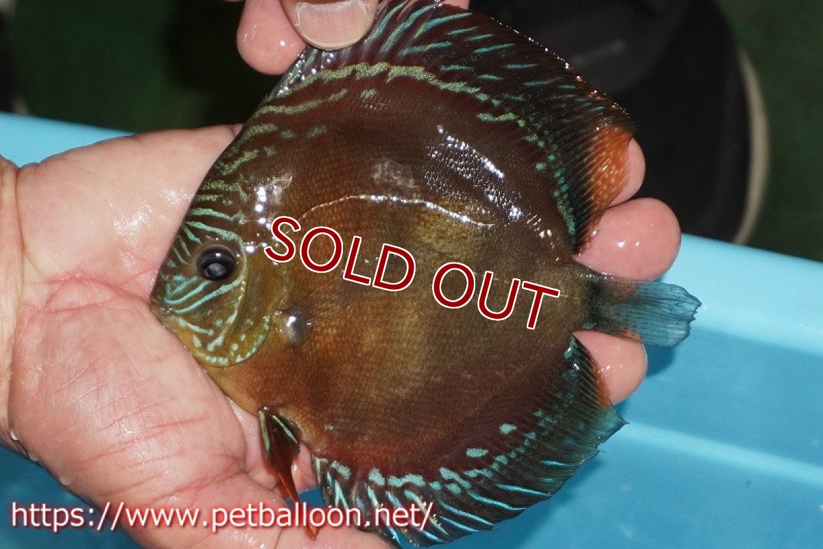 画像8: 【ディスカス】【通販】【産卵経験あり】【超激レア 現地セレクト個体】(【激赤必至】朱月 （種親候補レベル）【個体ペア販売】13-15cm（生体）B-HOUSE 倉津氏作出 (8)