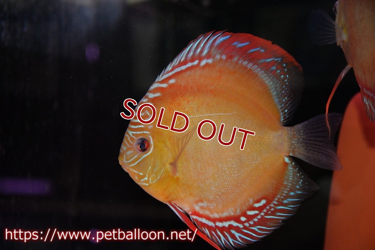 画像2: 【ディスカス】【通販】【超激レア 現地セレクト個体】(【激赤必至】朱月 （種親候補レベル）【個体ペア販売】13-15cm（生体）B-HOUSE 倉津氏作出 (2)