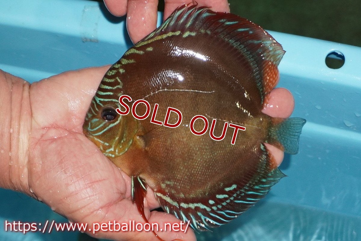 画像3: 【ディスカス】【通販】【超激レア 現地セレクト個体】(【激赤必至】朱月 （種親候補レベル）【個体ペア販売】13-15cm（生体）B-HOUSE 倉津氏作出 (3)