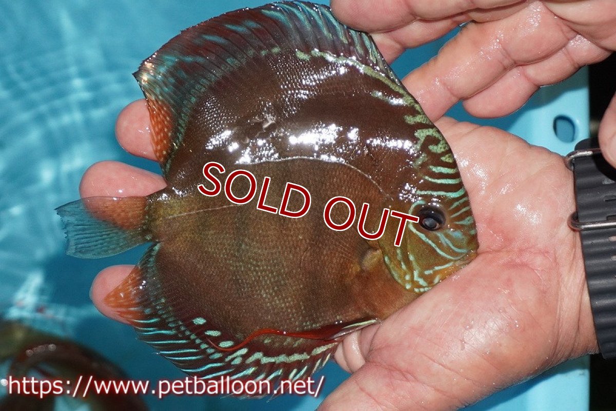 画像4: 【ディスカス】【通販】【超激レア 現地セレクト個体】(【激赤必至】朱月 （種親候補レベル）【個体ペア販売】13-15cm（生体）B-HOUSE 倉津氏作出 (4)