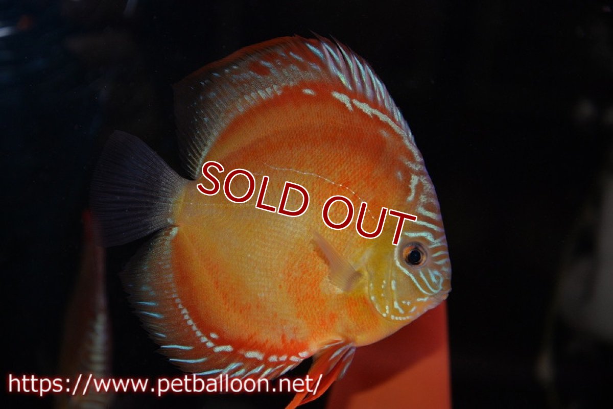 画像5: 【ディスカス】【通販】【超激レア 現地セレクト個体】(【激赤必至】朱月 （種親候補レベル）【個体ペア販売】13-15cm（生体）B-HOUSE 倉津氏作出 (5)