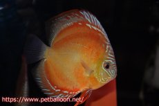 画像5: 【ペア祭り クーポン10%割引き（10）対象商品】【ディスカス】【通販】【超激レア 現地セレクト個体】(【激赤必至】朱月 （種親候補レベル）【個体ペア販売】13-15cm（生体）B-HOUSE 倉津氏作出 (5)