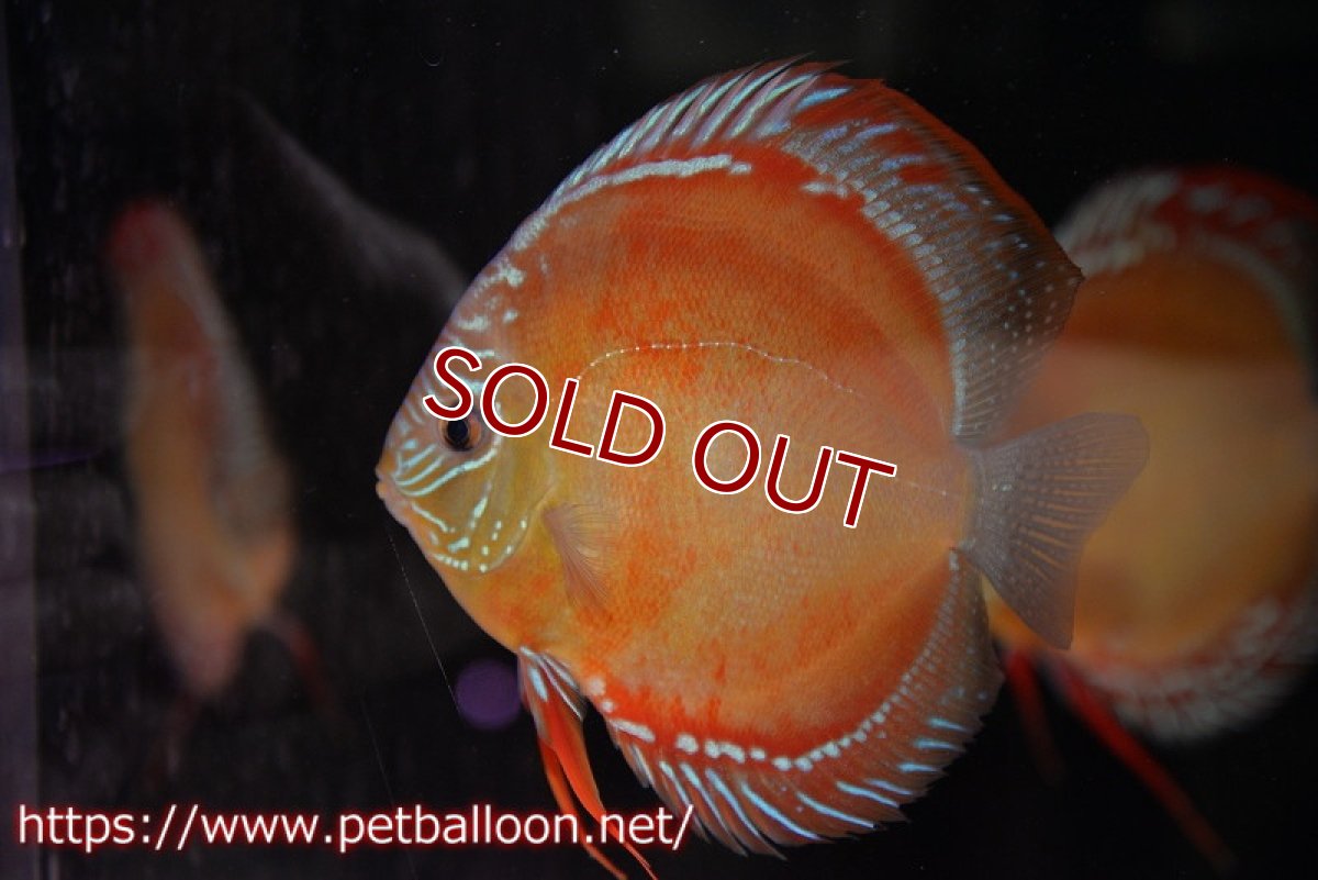 画像6: 【ディスカス】【通販】【超激レア 現地セレクト個体】(【激赤必至】朱月 （種親候補レベル）【個体ペア販売】13-15cm（生体）B-HOUSE 倉津氏作出 (6)