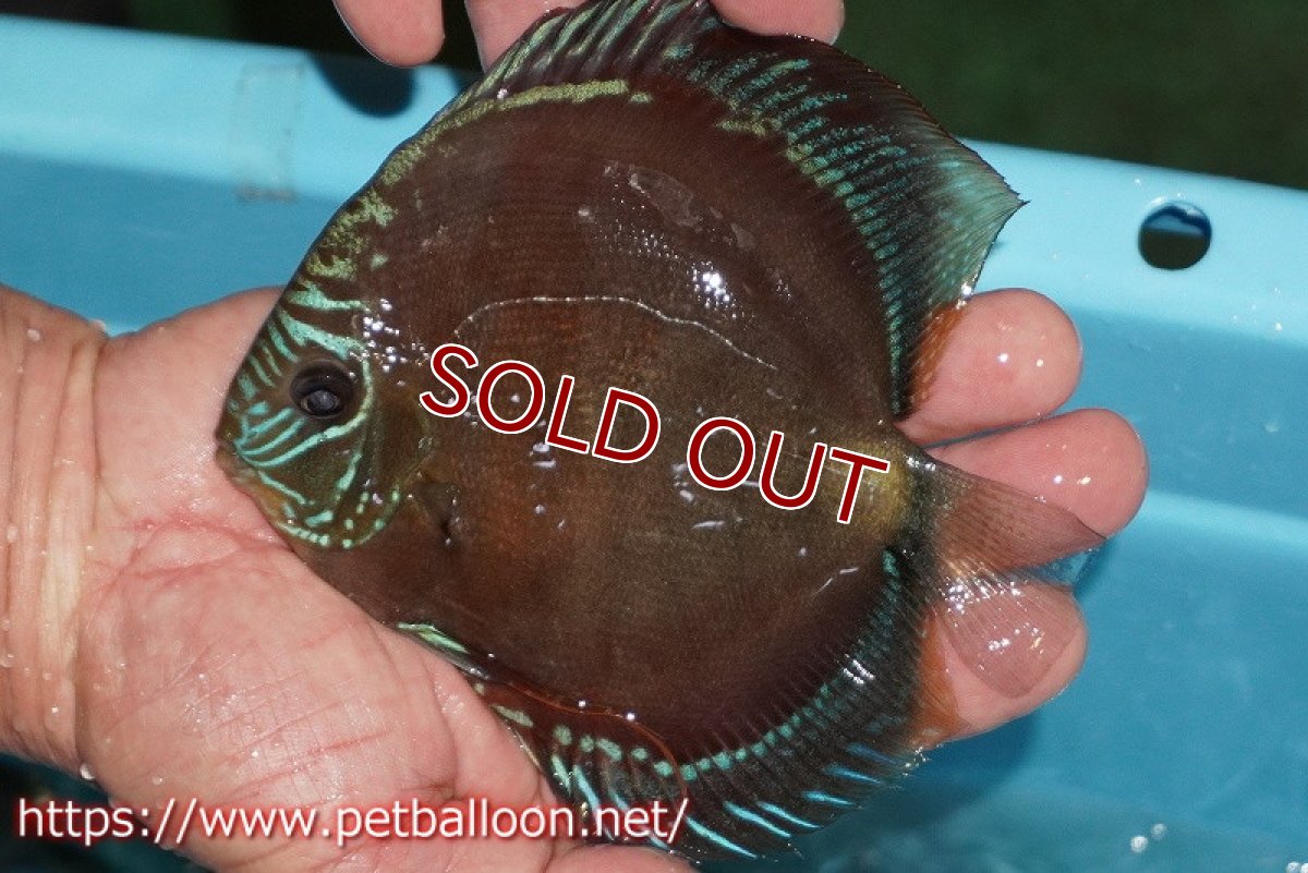 画像7: 【ディスカス】【通販】【超激レア 現地セレクト個体】(【激赤必至】朱月 （種親候補レベル）【個体ペア販売】13-15cm（生体）B-HOUSE 倉津氏作出 (7)