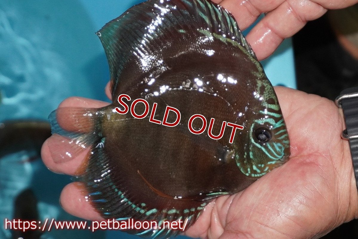 画像8: 【ディスカス】【通販】【超激レア 現地セレクト個体】(【激赤必至】朱月 （種親候補レベル）【個体ペア販売】13-15cm（生体）B-HOUSE 倉津氏作出 (8)