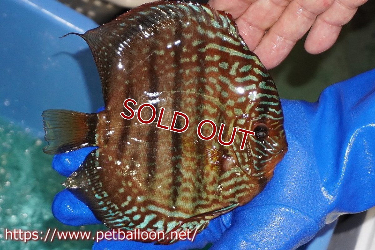 画像2: 【ディスカス】【通販】【激レア究極のワイルドクロス】ヤムンダロイヤルブルー クロス ヤムンダブルームーン( F3)（ハイフォーム）【個体販売】16-18cm （生体）マレーシア　KLディスカスファーム (2)