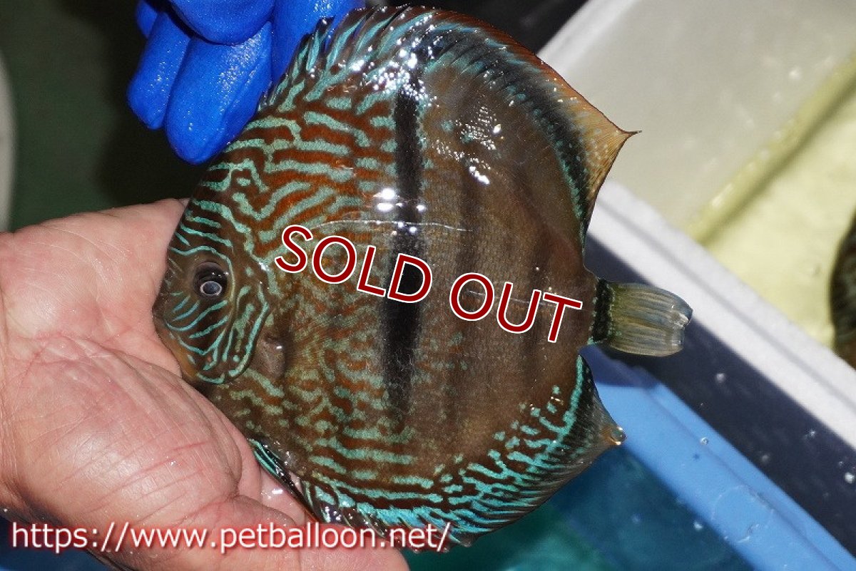 画像2: 【ディスカス】【通販】【激レア究極のワイルドクロス】ヤムンダロイヤルブルー クロス ヤムンダブルームーン( F3)（ハイフォーム）【個体販売】16-18cm （生体）マレーシア　KLディスカスファーム (2)