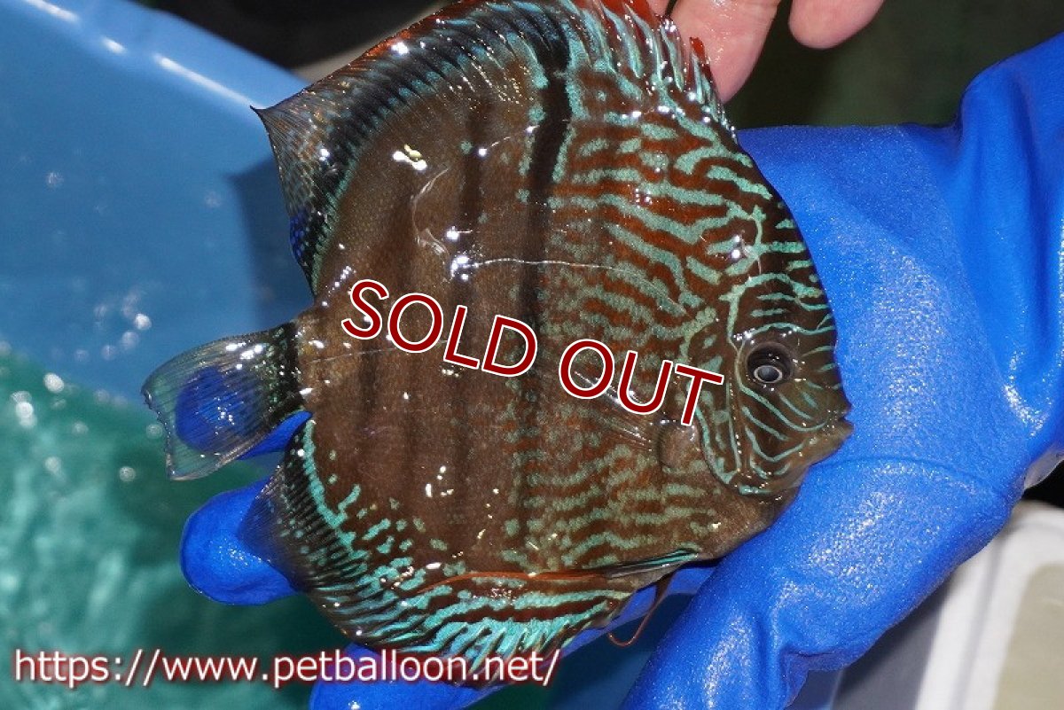 画像3: 【ディスカス】【通販】【激レア究極のワイルドクロス】ヤムンダロイヤルブルー クロス ヤムンダブルームーン( F3)（ハイフォーム）【個体販売】16-18cm （生体）マレーシア　KLディスカスファーム (3)