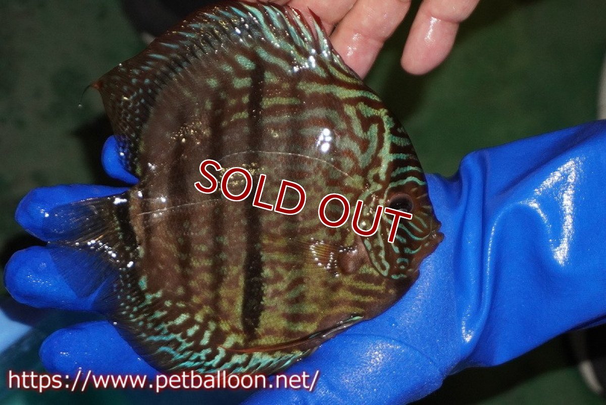 画像2: 【ディスカス】【通販】【激レア究極のワイルドクロス】ラーゴパラコニブラッドレッド クロス ワイルドヘッケル（F3）（ハイフォーム）【個体販売】14-15cm（生体）マレーシア　KLディスカスファーム (2)