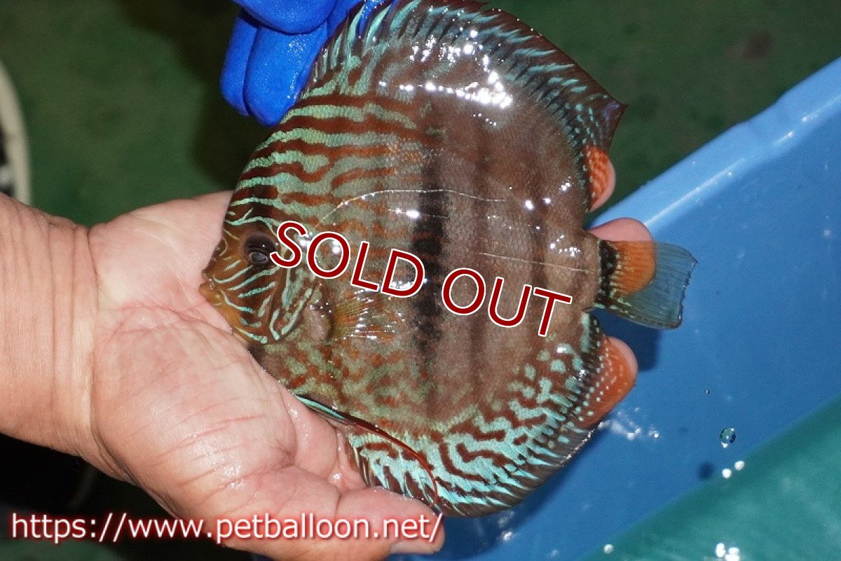 画像2: 【ディスカス】【通販】【激レア究極のワイルドクロス】ラーゴパラコニブラッドレッド クロス ワイルドヘッケル（F3）（ハイフォーム）【個体販売】14-15cm（生体）マレーシア　KLディスカスファーム (2)