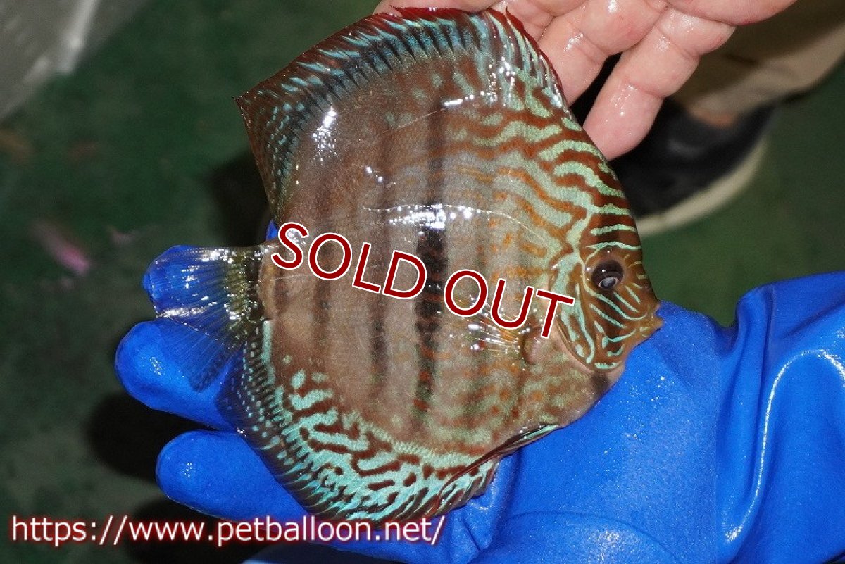 画像3: 【ディスカス】【通販】【激レア究極のワイルドクロス】ラーゴパラコニブラッドレッド クロス ワイルドヘッケル（F3）（ハイフォーム）【個体販売】14-15cm（生体）マレーシア　KLディスカスファーム (3)