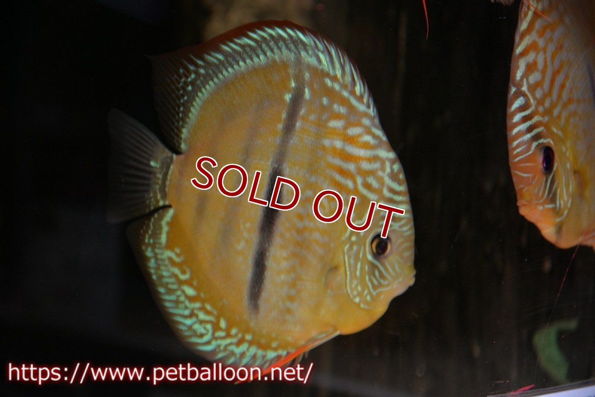 画像1: 【ディスカス】【通販】【激レア究極のワイルドクロス】ラーゴパラコニブラッドレッド クロス ワイルドヘッケル（F3）（ハイフォーム）【個体販売】14-15cm（生体）マレーシア　KLディスカスファーム (1)