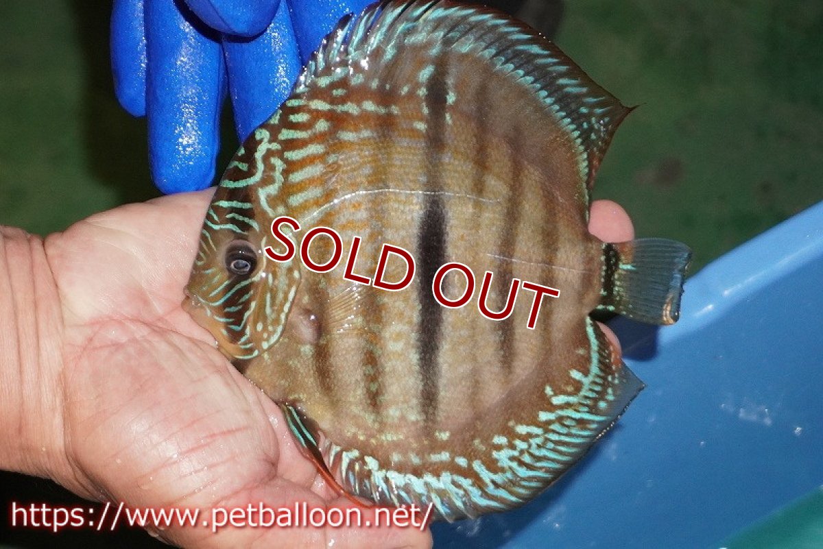 画像2: 【ディスカス】【通販】【激レア究極のワイルドクロス】ラーゴパラコニブラッドレッド クロス ワイルドヘッケル（F3）（ハイフォーム）【個体販売】14-15cm（生体）マレーシア　KLディスカスファーム (2)