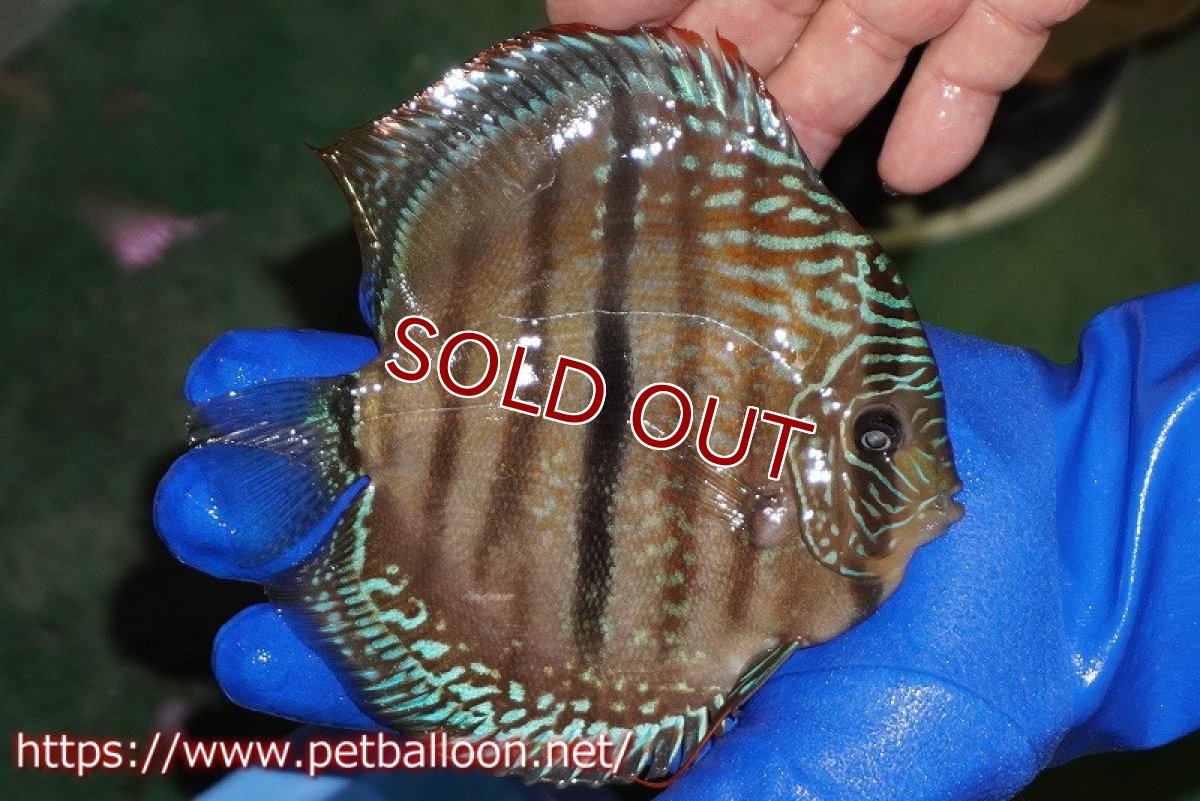 画像3: 【ディスカス】【通販】【激レア究極のワイルドクロス】ラーゴパラコニブラッドレッド クロス ワイルドヘッケル（F3）（ハイフォーム）【個体販売】14-15cm（生体）マレーシア　KLディスカスファーム (3)