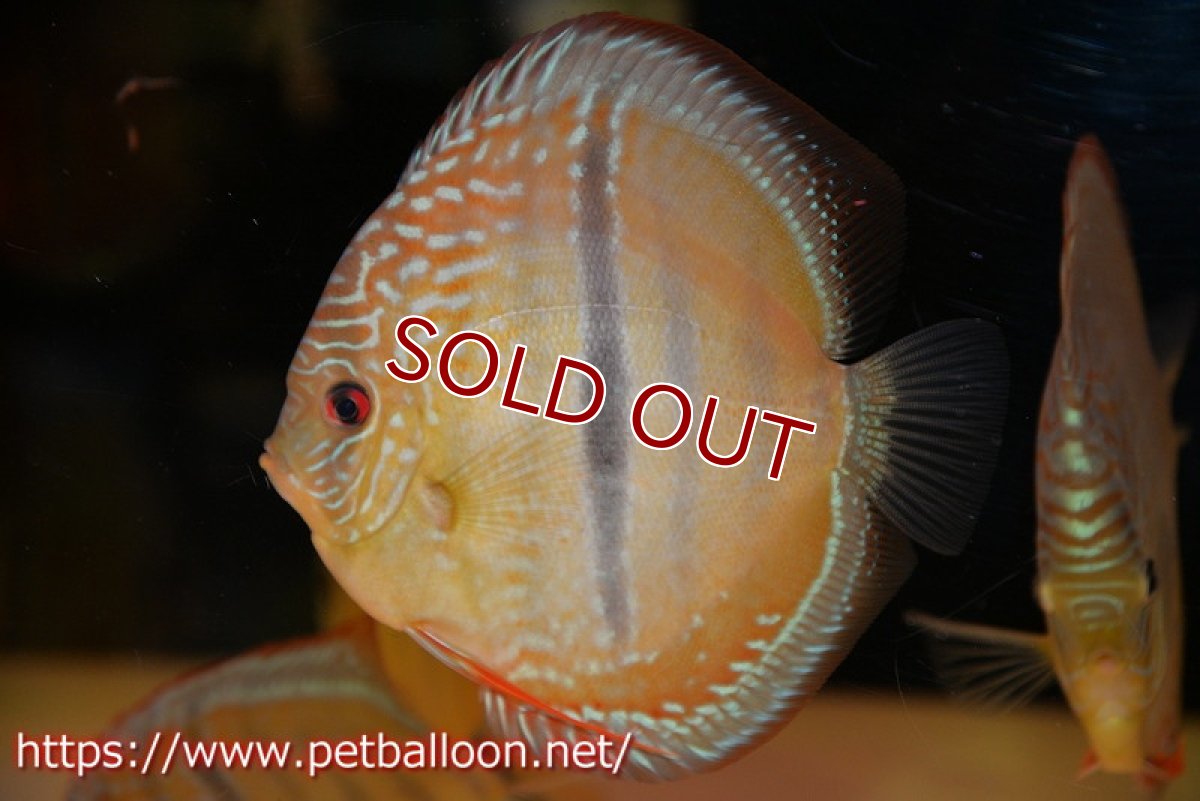 画像1: 【ディスカス】【通販】【激レア究極のワイルドクロス】ラーゴパラコニブラッドレッド クロス ワイルドヘッケル（F3）（ハイフォーム）【個体販売】14-15cm（生体）マレーシア　KLディスカスファーム (1)