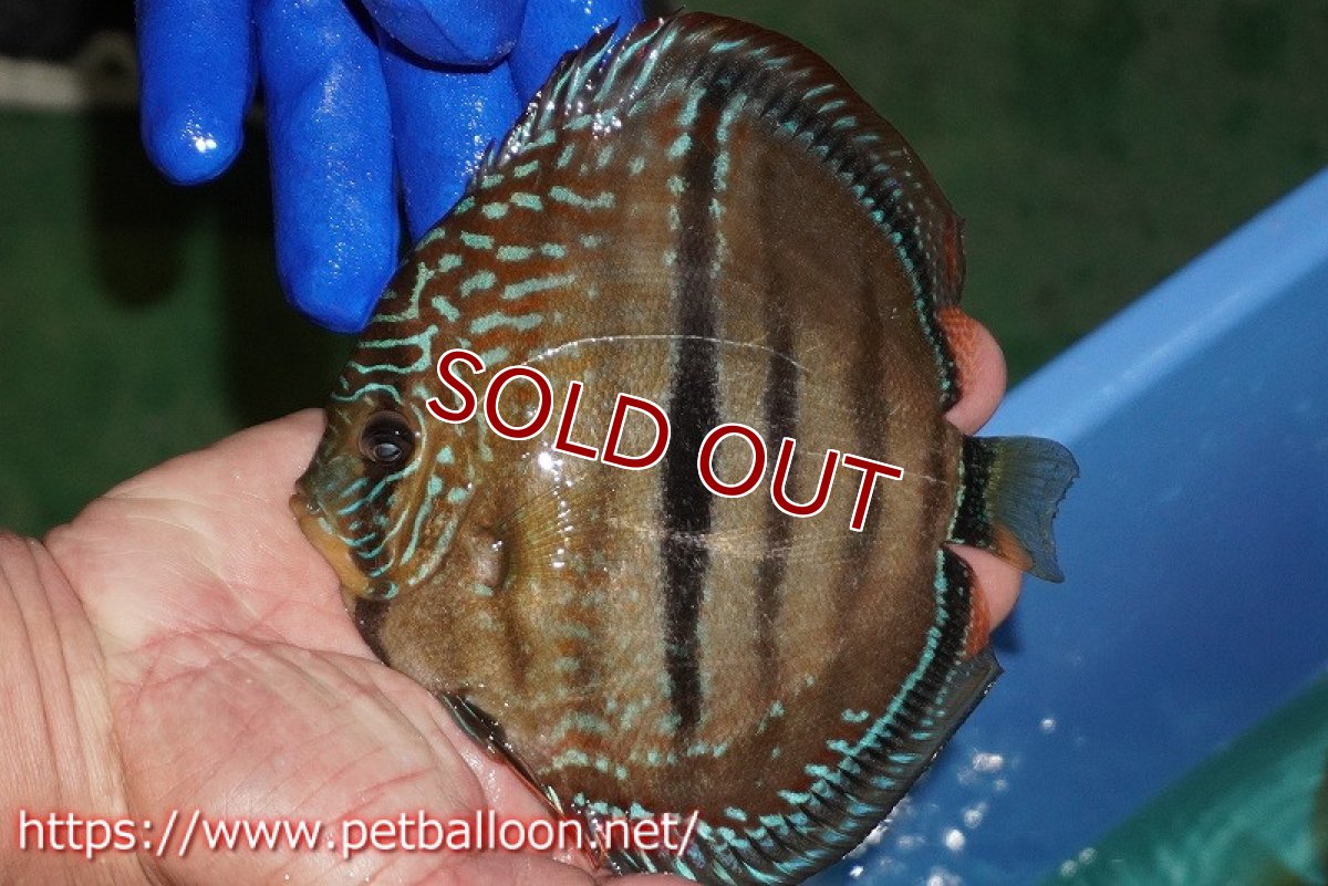 画像2: 【ディスカス】【通販】【激レア究極のワイルドクロス】ラーゴパラコニブラッドレッド クロス ワイルドヘッケル（F3）（ハイフォーム）【個体販売】14-15cm（生体）マレーシア　KLディスカスファーム (2)