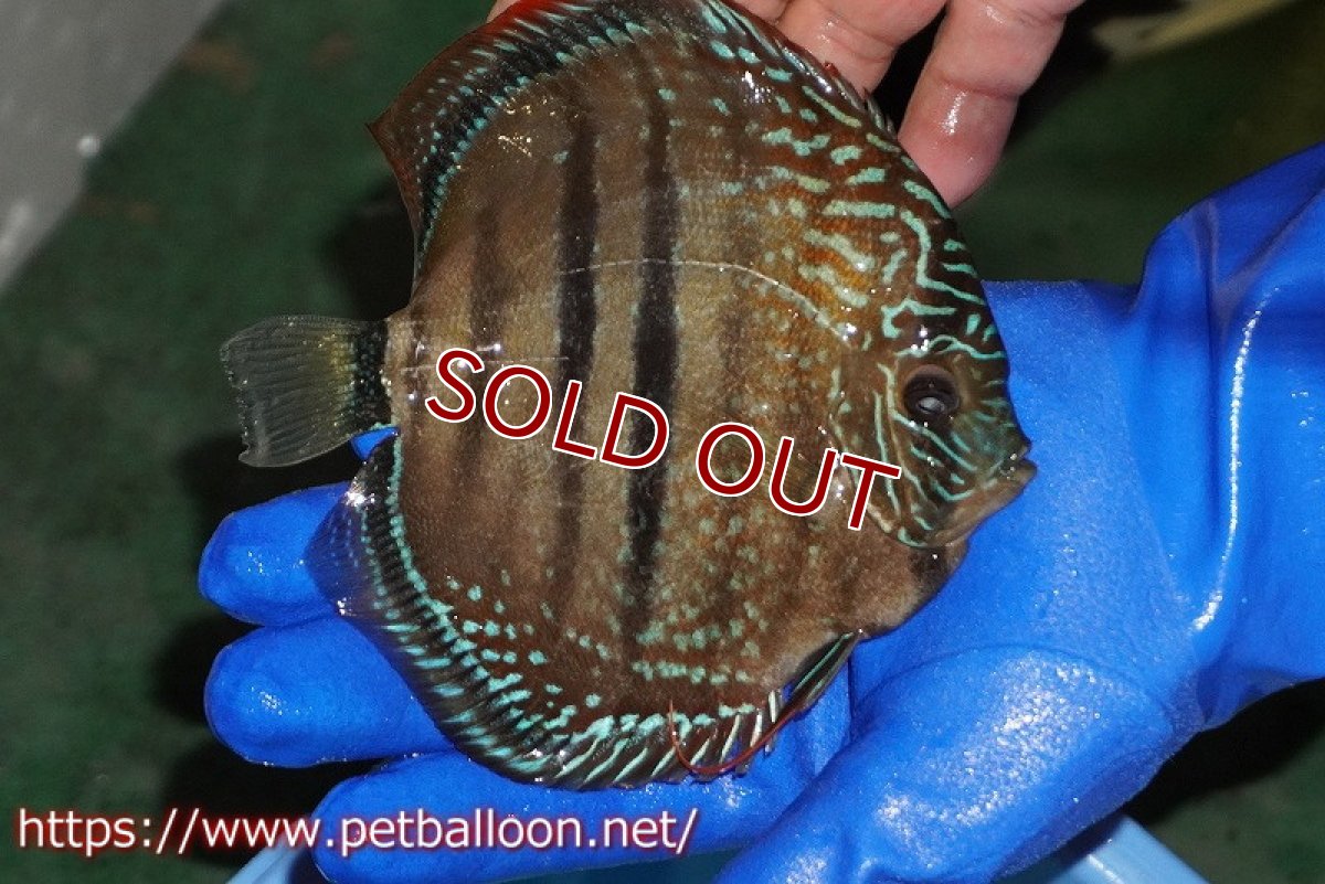 画像3: 【ディスカス】【通販】【激レア究極のワイルドクロス】ラーゴパラコニブラッドレッド クロス ワイルドヘッケル（F3）（ハイフォーム）【個体販売】14-15cm（生体）マレーシア　KLディスカスファーム (3)