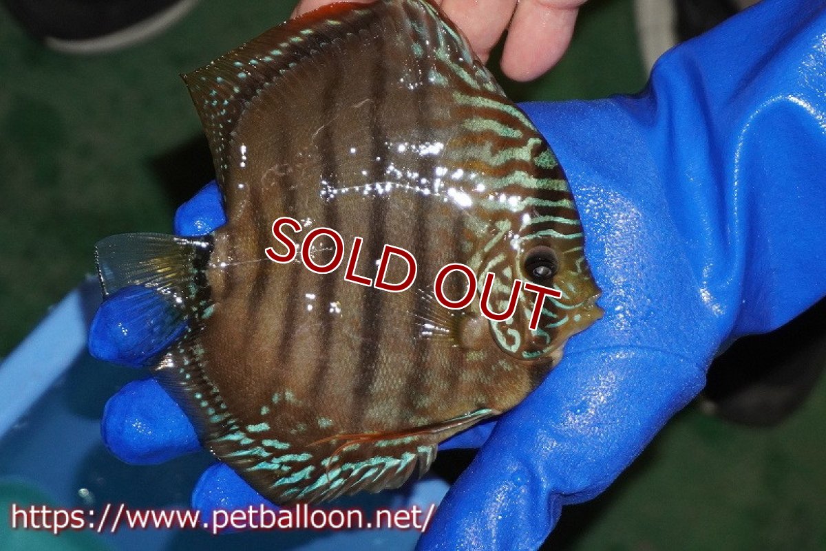 画像3: 【ディスカス】【通販】【激レア究極のワイルドクロス】ラーゴパラコニブラッドレッド クロス ワイルドヘッケル（F3）（ハイフォーム）【個体販売】14-15cm（生体）マレーシア　KLディスカスファーム (3)