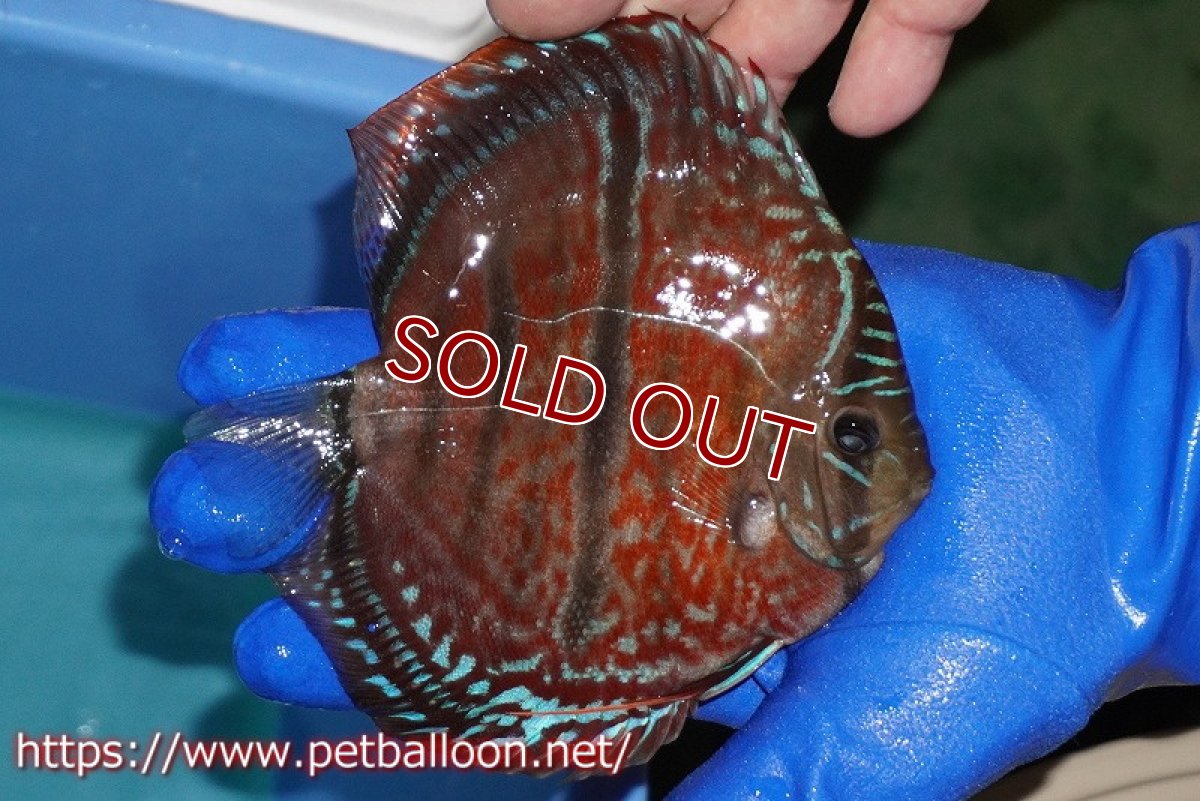 画像2: 【ディスカス】【通販】【ブリーダー厳選セレクト個体】イサスーパーレッドカタナ　センターバー（ハイフォーム）【個体販売】13-14cm（生体）マレーシア　KLディスカスファーム (2)