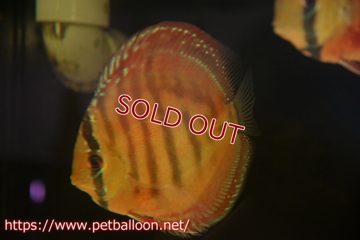 画像1: 【決算セール クーポンご利用で更に10％OFF対象商品】【ディスカス】【通販】【激レア究極のワイルドクロス】ラーゴイリピシブラッドレッド（F４）（ハイフォーム）【個体販売】11-12cm（生体）マレーシア　KLディスカスファーム (1)