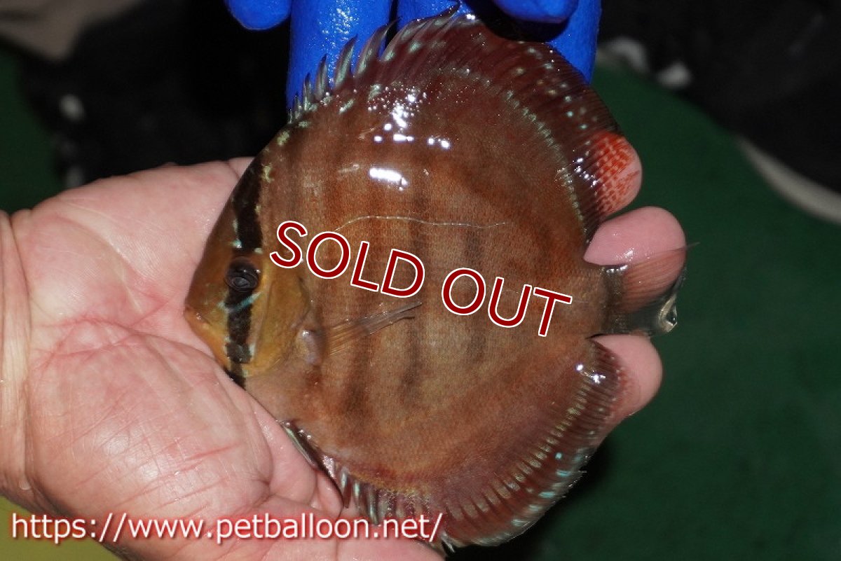 画像2: 【決算セール クーポンご利用で更に10％OFF対象商品】【ディスカス】【通販】【激レア究極のワイルドクロス】ラーゴイリピシブラッドレッド（F４）（ハイフォーム）【個体販売】11-12cm（生体）マレーシア　KLディスカスファーム (2)