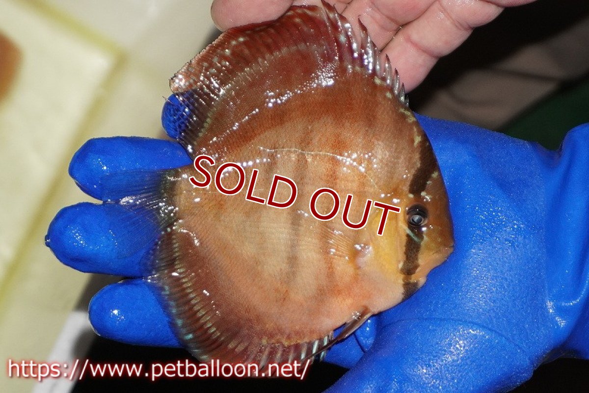 画像3: 【決算セール クーポンご利用で更に10％OFF対象商品】【ディスカス】【通販】【激レア究極のワイルドクロス】ラーゴイリピシブラッドレッド（F４）（ハイフォーム）【個体販売】11-12cm（生体）マレーシア　KLディスカスファーム (3)