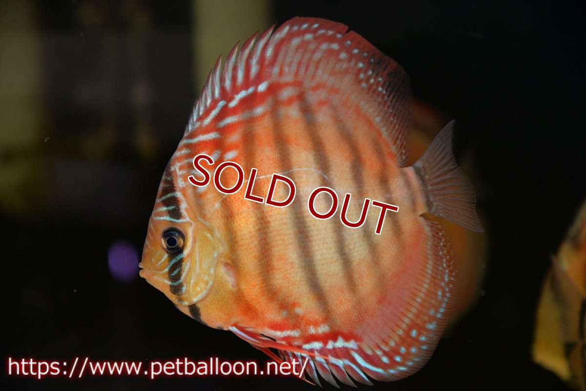 画像1: 【ディスカス】【通販】【激レア究極のワイルドクロス】ラーゴイリピシブラッドレッド（F４）（ハイフォーム）【個体販売】11-12cm（生体）マレーシア　KLディスカスファーム (1)