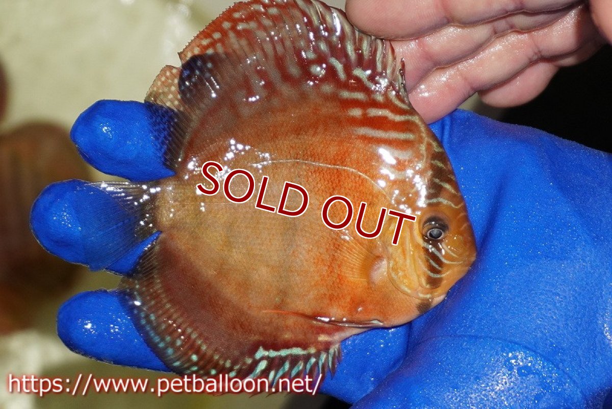 画像3: 【ディスカス】【通販】【激レア究極のワイルドクロス】ラーゴイリピシブラッドレッド（F４）（ハイフォーム）【個体販売】11-12cm（生体）マレーシア　KLディスカスファーム (3)