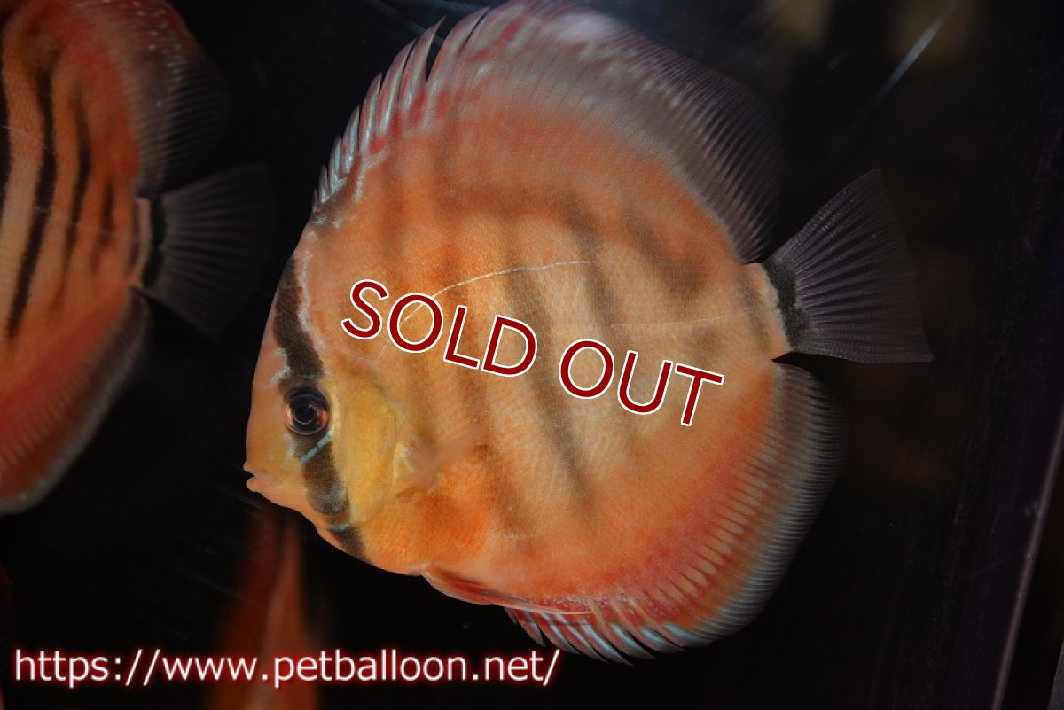 画像1: 【ディスカス】【通販】【激レア究極のワイルドクロス】ワイルドクリペアレッドカバー（F4）（ハイフォーム）【個体販売】11cm（生体）マレーシア　KLディスカスファーム (1)