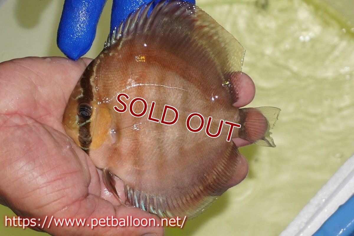 画像2: 【ディスカス】【通販】【激レア究極のワイルドクロス】ワイルドクリペアレッドカバー（F4）（ハイフォーム）【個体販売】11cm（生体）マレーシア　KLディスカスファーム (2)