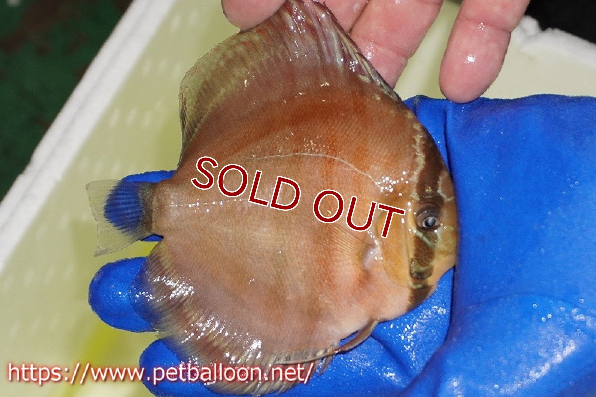 画像3: 【ディスカス】【通販】【激レア究極のワイルドクロス】ワイルドクリペアレッドカバー（F4）（ハイフォーム）【個体販売】11cm（生体）マレーシア　KLディスカスファーム (3)