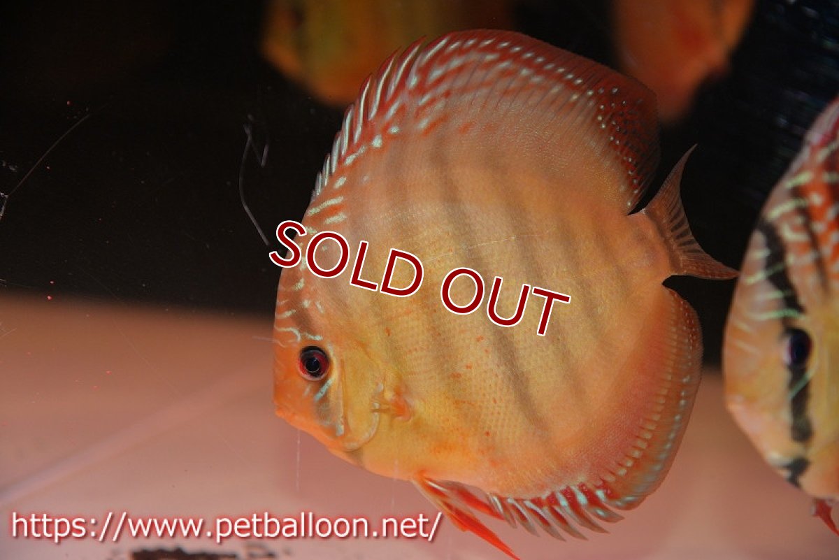 画像1: 【水槽スペース確保のため大特価】【ディスカス】【通販】【激レア究極のワイルドクロス】ワイルドクリペアレッドカバー（F4）（ハイフォーム）【個体販売】11cm（生体）マレーシア　KLディスカスファーム (1)