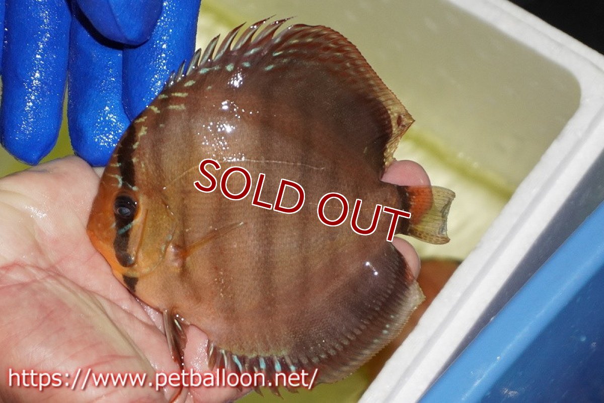 画像2: 【水槽スペース確保のため大特価】【ディスカス】【通販】【激レア究極のワイルドクロス】ワイルドクリペアレッドカバー（F4）（ハイフォーム）【個体販売】11cm（生体）マレーシア　KLディスカスファーム (2)