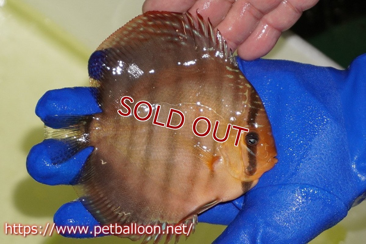 画像3: 【水槽スペース確保のため大特価】【ディスカス】【通販】【激レア究極のワイルドクロス】ワイルドクリペアレッドカバー（F4）（ハイフォーム）【個体販売】11cm（生体）マレーシア　KLディスカスファーム (3)