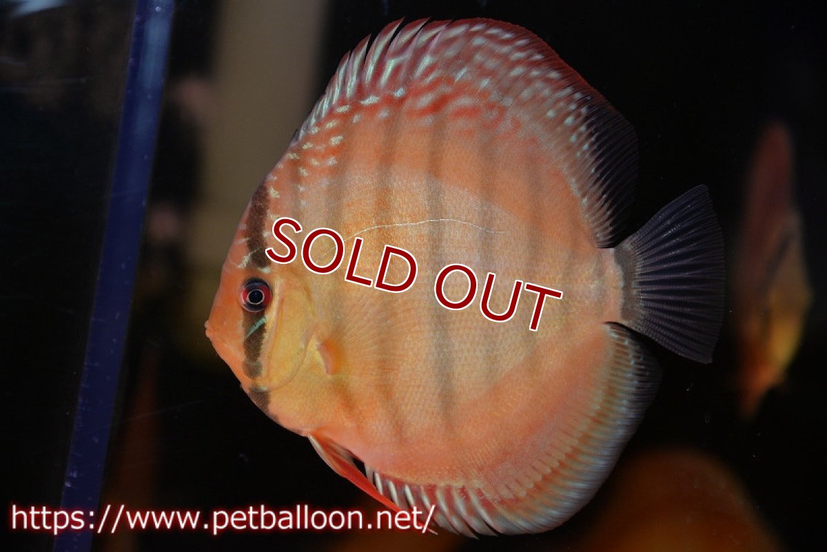 画像1: 【ディスカス】【通販】【激レア究極のワイルドクロス】ワイルドクリペアレッドカバー（F4）（ハイフォーム）【個体販売】11cm（生体）マレーシア　KLディスカスファーム (1)