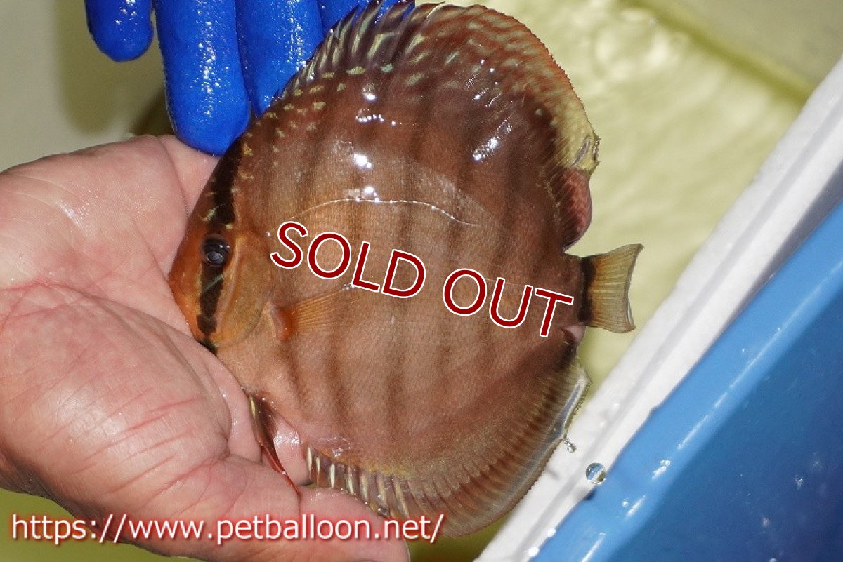 画像2: 【ディスカス】【通販】【激レア究極のワイルドクロス】ワイルドクリペアレッドカバー（F4）（ハイフォーム）【個体販売】11cm（生体）マレーシア　KLディスカスファーム (2)