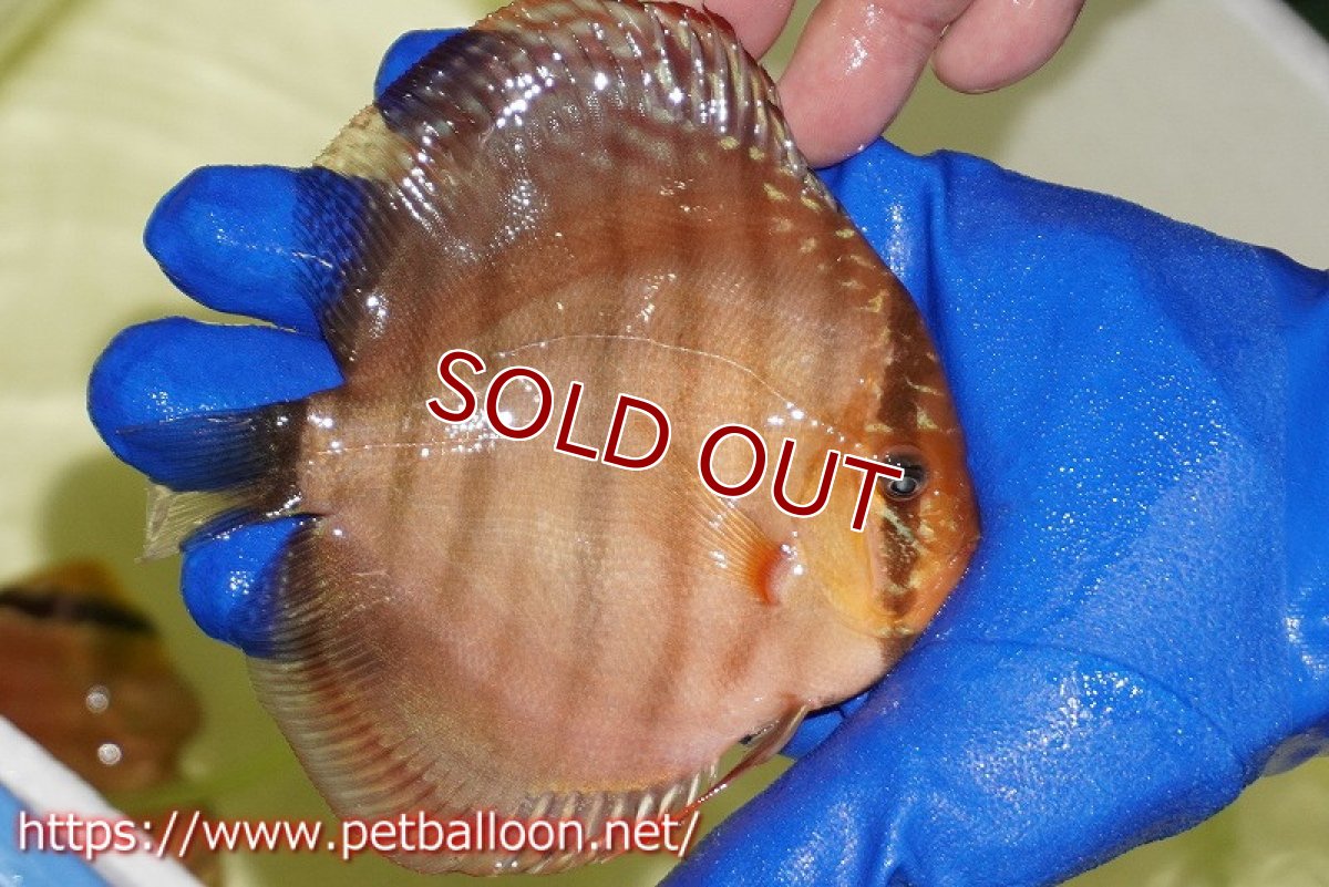 画像3: 【ディスカス】【通販】【激レア究極のワイルドクロス】ワイルドクリペアレッドカバー（F4）（ハイフォーム）【個体販売】11cm（生体）マレーシア　KLディスカスファーム (3)