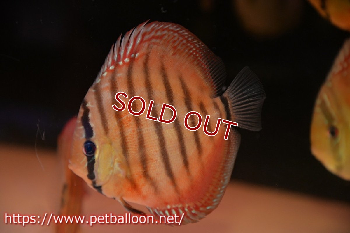 画像1: 【水槽スペース確保のため大特価】【ディスカス】【通販】【激レア究極のワイルドクロス】ワイルドクリペアレッドカバー（F4）（ハイフォーム）【個体販売】11cm（生体）マレーシア　KLディスカスファーム (1)