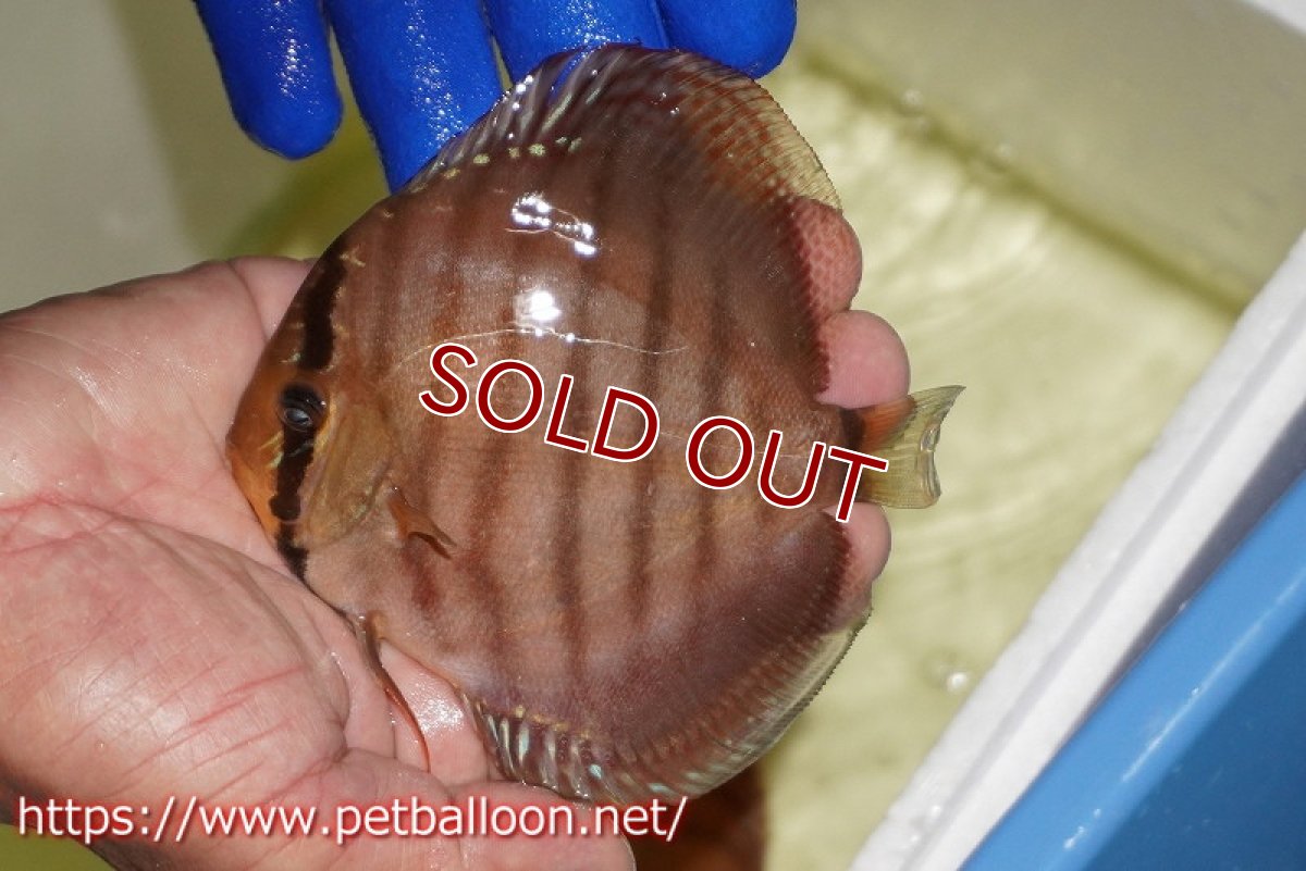 画像2: 【水槽スペース確保のため大特価】【ディスカス】【通販】【激レア究極のワイルドクロス】ワイルドクリペアレッドカバー（F4）（ハイフォーム）【個体販売】11cm（生体）マレーシア　KLディスカスファーム (2)