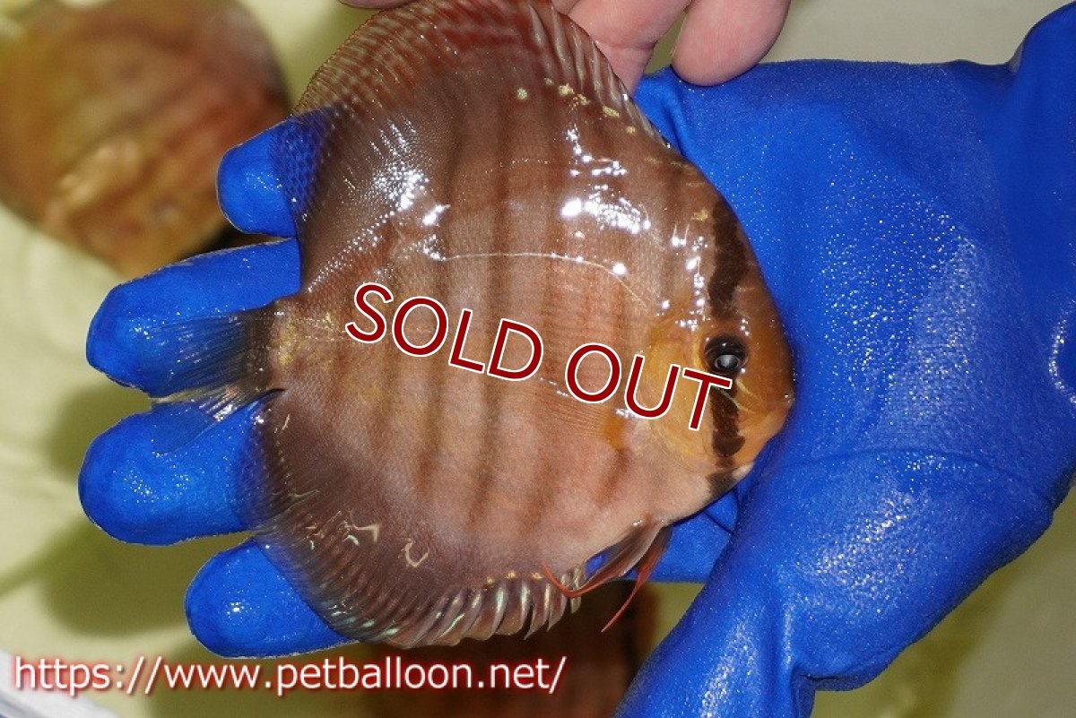 画像3: 【水槽スペース確保のため大特価】【ディスカス】【通販】【激レア究極のワイルドクロス】ワイルドクリペアレッドカバー（F4）（ハイフォーム）【個体販売】11cm（生体）マレーシア　KLディスカスファーム (3)