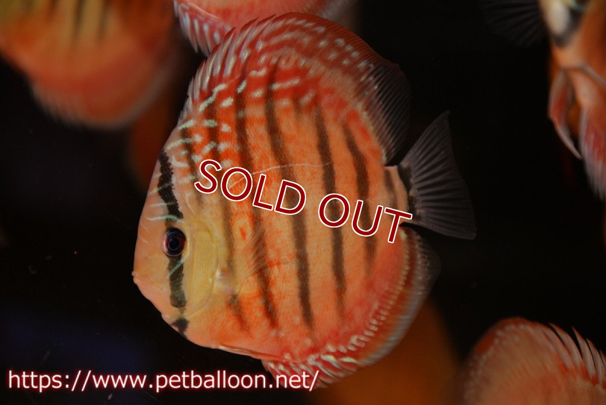 画像1: 【水槽スペース確保のため大特価】【ディスカス】【通販】【激レア究極のワイルドクロス】ワイルドクリペアレッドカバー（F4）（ハイフォーム）【個体販売】11cm（生体）マレーシア　KLディスカスファーム (1)