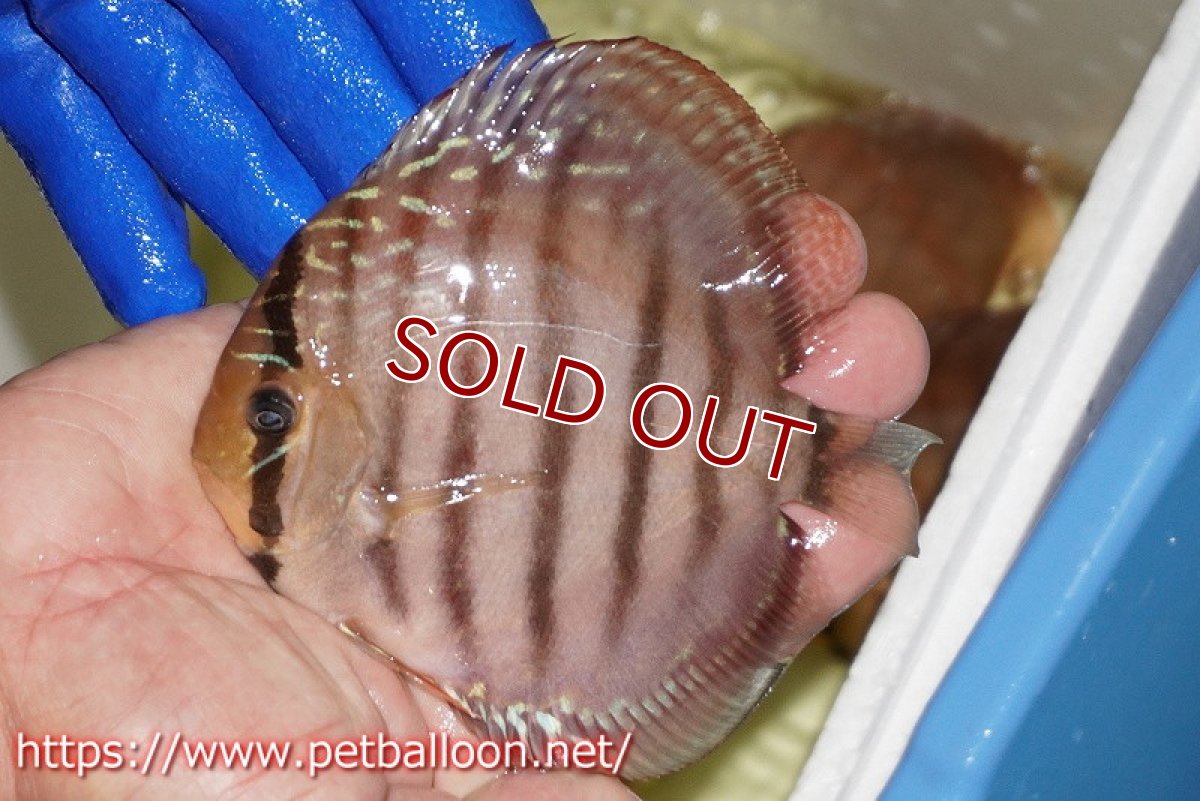 画像2: 【水槽スペース確保のため大特価】【ディスカス】【通販】【激レア究極のワイルドクロス】ワイルドクリペアレッドカバー（F4）（ハイフォーム）【個体販売】11cm（生体）マレーシア　KLディスカスファーム (2)